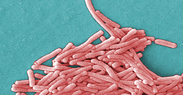 legionella pneumophila